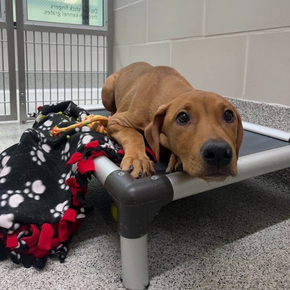 a red puppy laying on an elevated kuranda dog bed in a shelter kennel setting with a black and white pawprint blanket