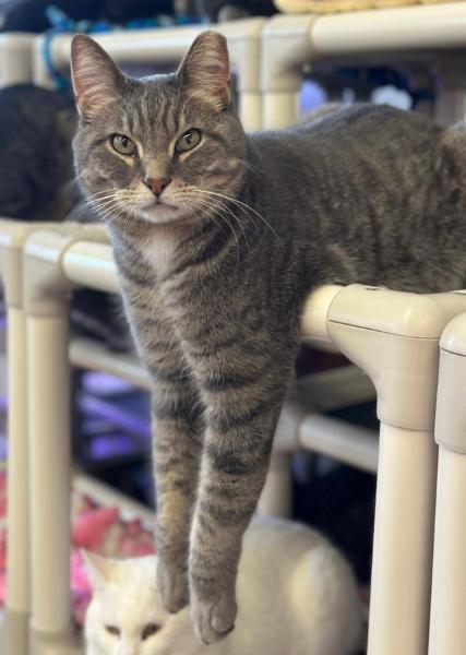 Gray striped cat laying on a Kuranda cat tower, arms hanging down