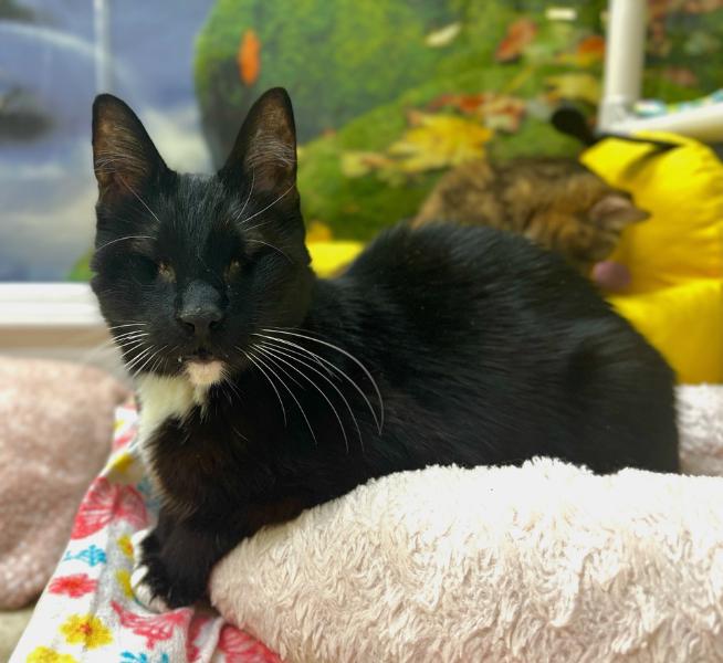 blind black cay laying on a pillow