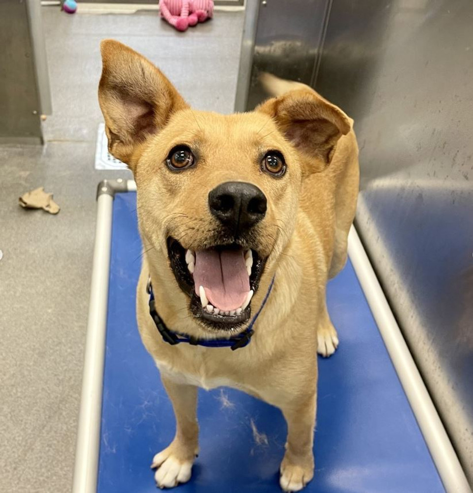 a yellow dog standing on an elevated Kuranda dog bed that is blue, looking up at the camera