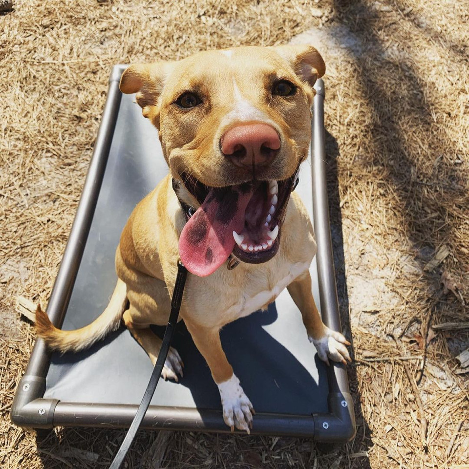 A tan dog outdoors sitting on an elevated Kuranda dog bed