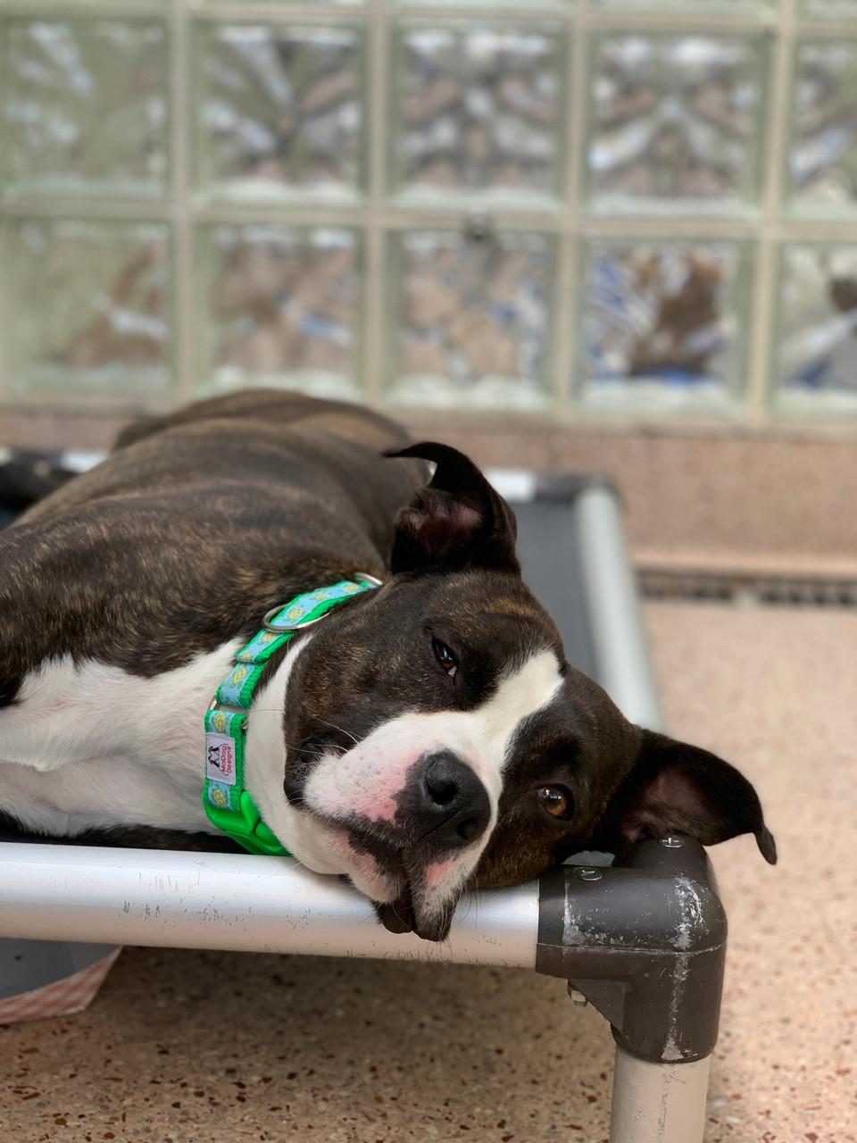 Preview of Blog Article Top 5 Benefits of Fostering Animals in Need