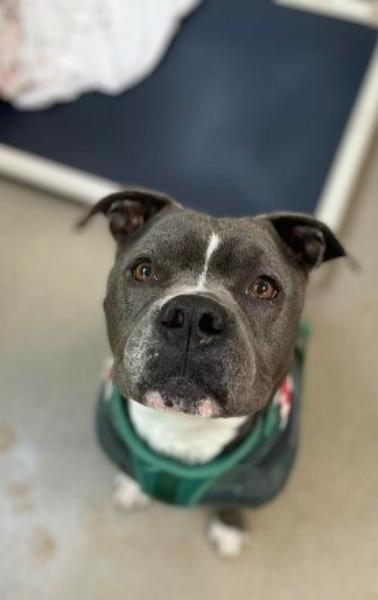 gray and white dog sitting looking up at the camera