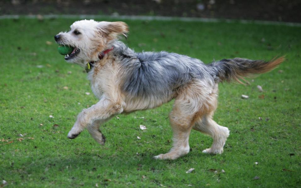 Tan and gray terridoodle dog running with a ball in its mouth