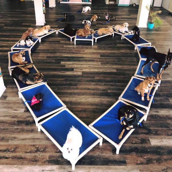 Preview of Blog Article Shelter Shout Out: Los Angeles Animal Services