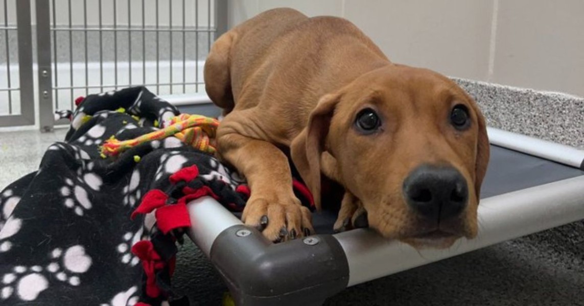 Preview of Blog Article Kuranda ShelterBeds Wish List Program