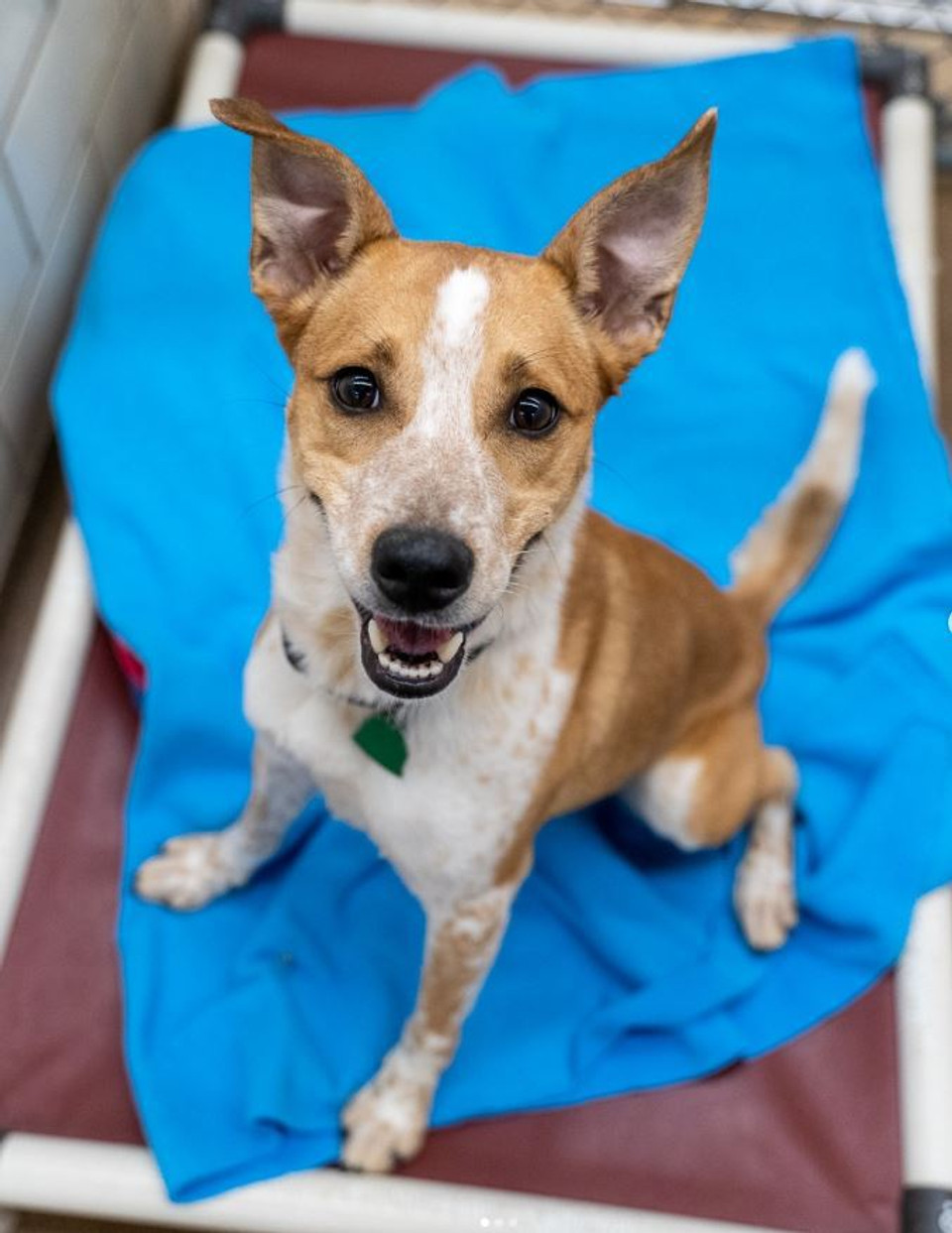 A tan and white dog sitting, looking up at the camera while sitting on a blue blanket on top of a red elevated Kuranda dog bed.