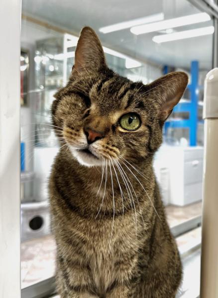 one eyed tabby cat with head tilted sitting looking at camera