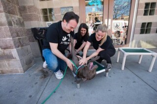 Rock and Rawhide crew petting dog on a Kuranda Bed