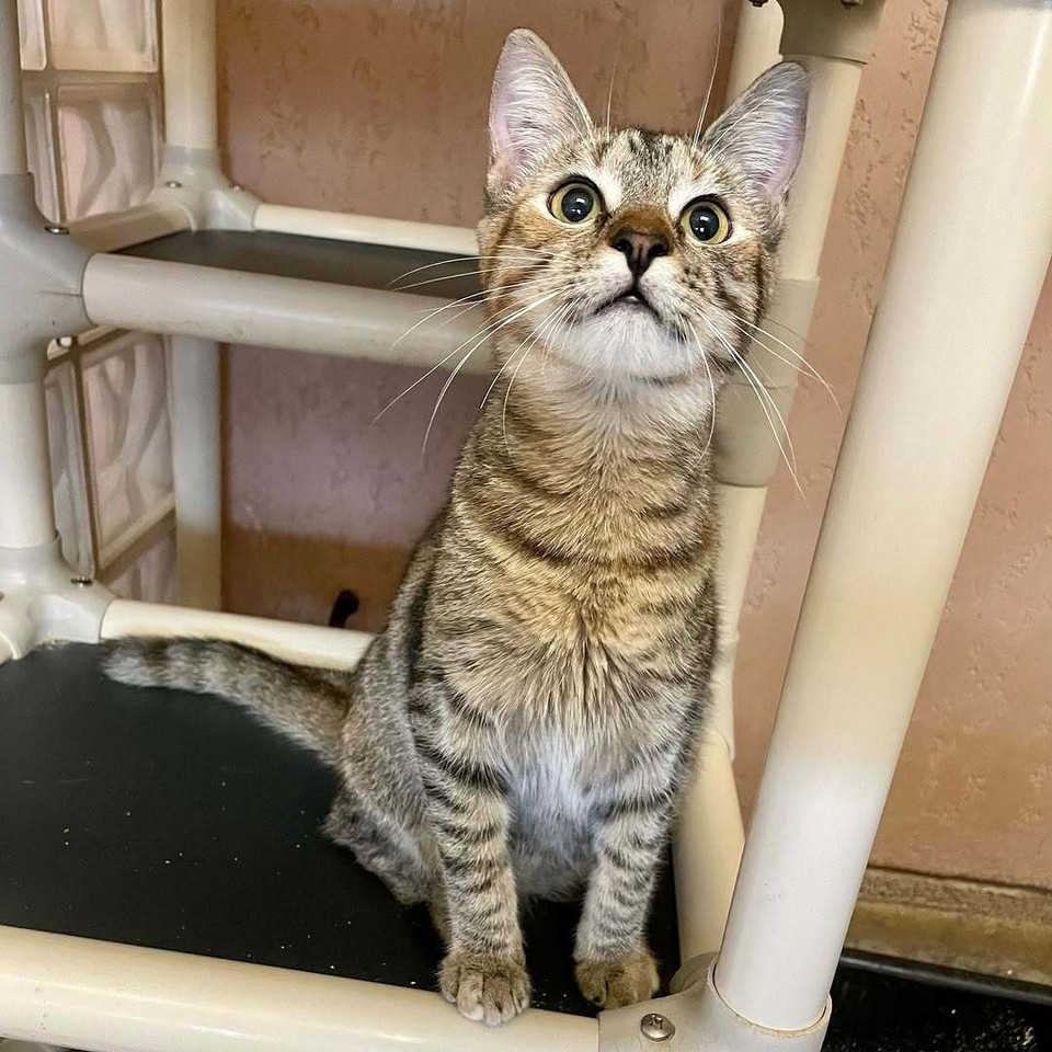 A tabby cat sits up on a Kuranda PVC-frame cat tower