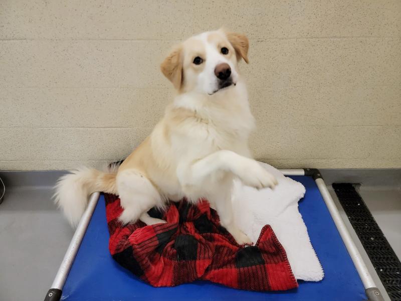 a yellow dog sitting on a blue Kuranda bed with one paw raised