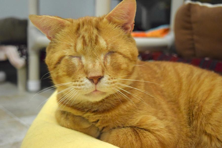 blind orange cat resting on a pillow