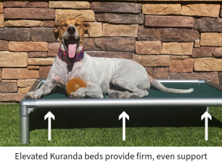 Dog yawning on a Kuranda bed outdoors, text on image reads “Elevated Kuranda beds provide firm, even support