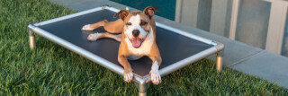 Dog resting on Silver Aluminum Kuranda Bed out in the garden near the edge of a pool